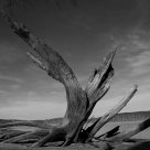 Roots
