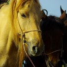 Horse in thinking