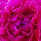 Peony Up Close