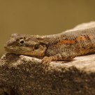 African Salamander