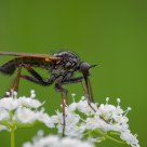 Ugly Fly