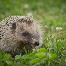 Hedgehog