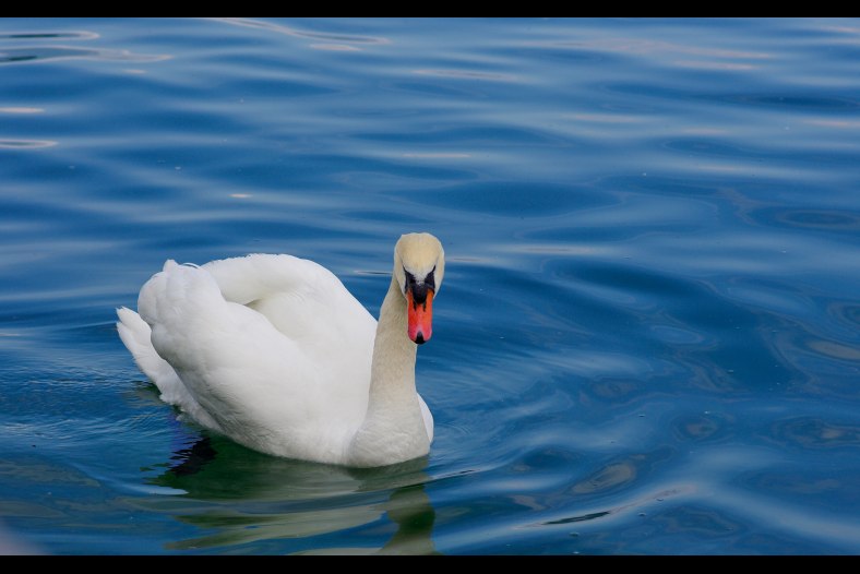 Swan