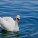 Swan