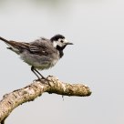 White Wagtail