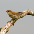 Reed Warbler