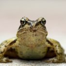 frog