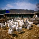 sheeps