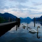 Swan