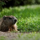 Ground hog