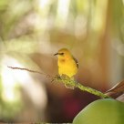Pájaro