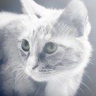 Crystal eyes