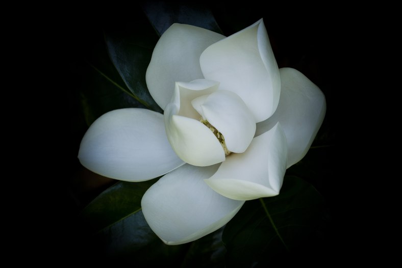 Southern Magnolia