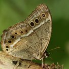 Butterfly sucking trunk sap