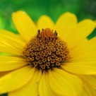 Yellow flower