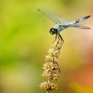 Blue dragonfly