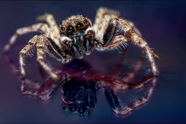 Spider