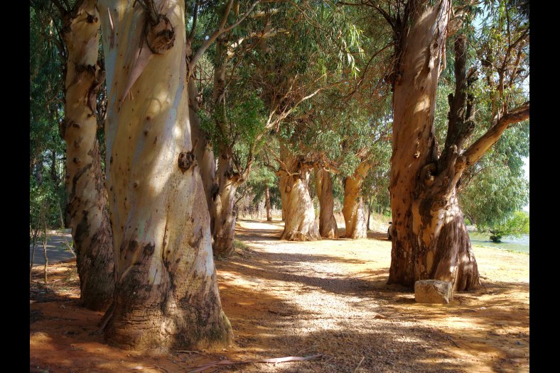 eucalyptus