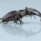 Stag-beetle