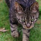 Angry Cat