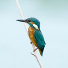 Kingfisher 2