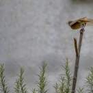 I flight 