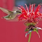 Hummingbird diner