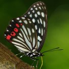 Hestina assimilis