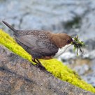 Dipper