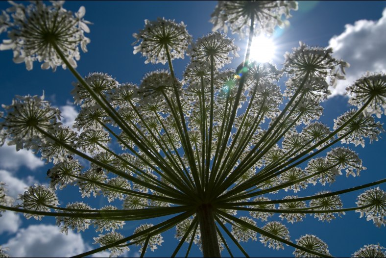 Fractals on Blue Sky