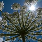 Fractals on Blue Sky