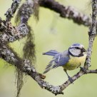 Blue Tit (Cyanistes caeruleus) 