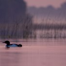 Loon