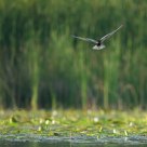 Black Tern