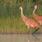 Sandhill Cranes