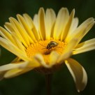 Yellow flower