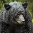 Male Black Bear Portrait