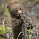 Cinnamon Phase Black Bear Cub