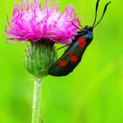 Zygaena