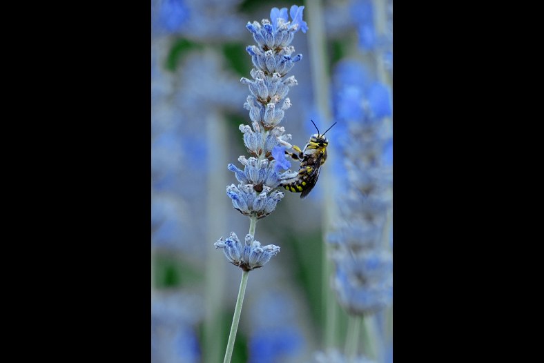 on lavender