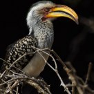 Southern yellow billed hornbill