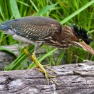 Green Heron