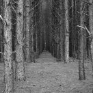 The Woods