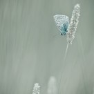 Mister blue