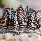 Graphium doson postianus