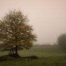 Last Of The Autumn Colour