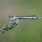 White Legged Damselfly
