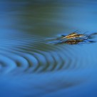 Pondskaters