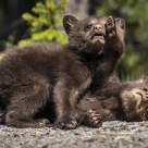Black Bear Cubs in a Friendly Wrestling Match