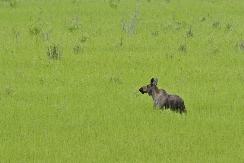 Moose